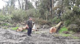 Windfall-Timber-loggers-hard-at-it